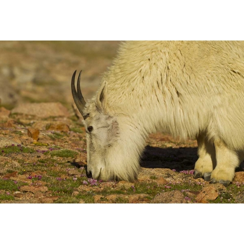 CO, Mount Evans Mountain goat feeding on flowers